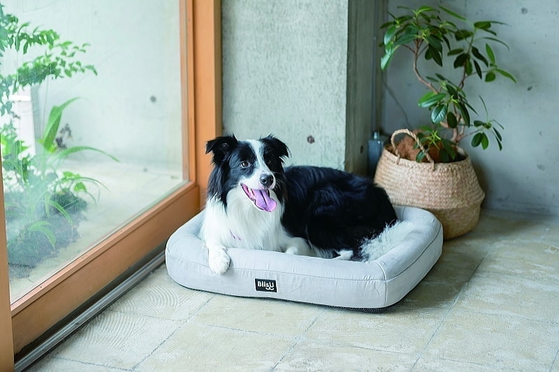 Pet Bed